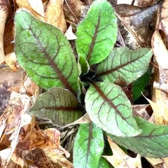 rattlesnakeweed thumbnail 3
