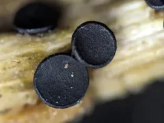 Sclerococcum stygium thumbnail 4