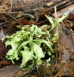 Slit-rimmed ramalina thumbnail 4