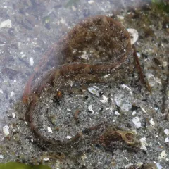 Saddleback Gunnel thumbnail 2