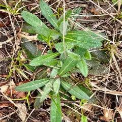 hairy hawkweed thumbnail 4