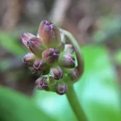 Andrews' Clintonia thumbnail 2