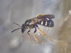 Truncate Sweat Bee thumbnail 2
