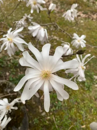 star magnolia
