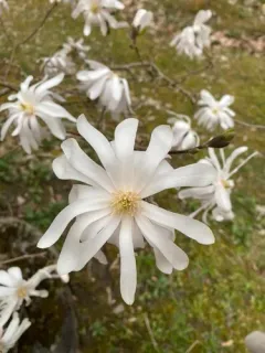 star magnolia thumbnail 1