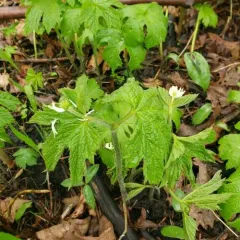 Goldenseal thumbnail 4