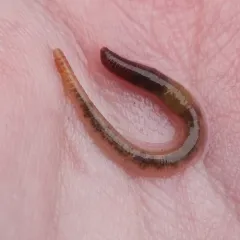 Redhead Worm thumbnail 3