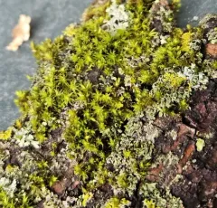 Blunt-leaved Bristle Moss thumbnail 3