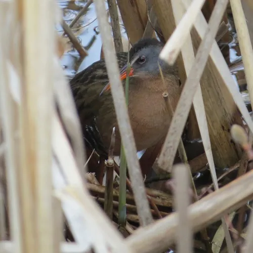 Virginia Rail