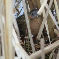 Virginia Rail thumbnail 1