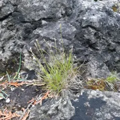 ivory sedge thumbnail 2