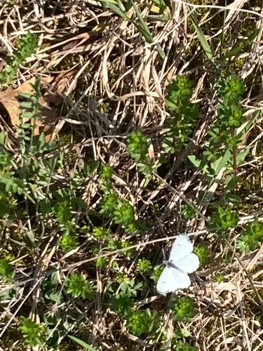 Falcate Orangetip