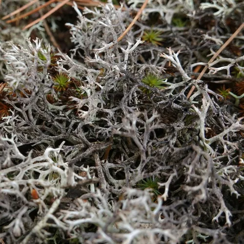 Black-footed Reindeer Lichen