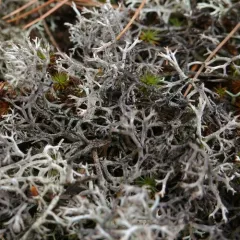 Black-footed Reindeer Lichen thumbnail 1
