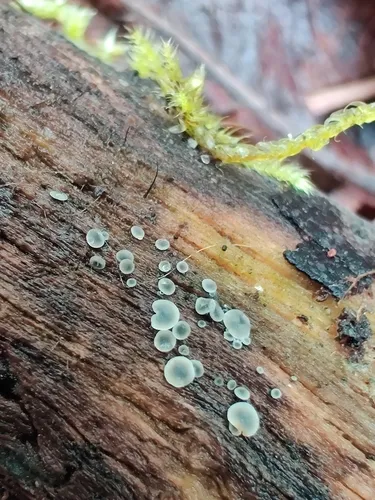 Phialocephala dimorphospora