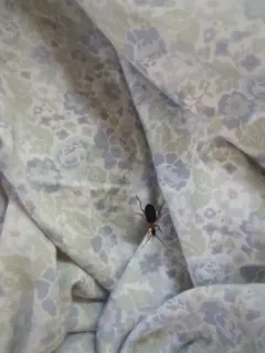Galerita bicolor thumbnail 2