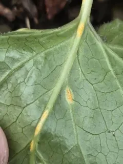 Puccinia orbicula thumbnail 3