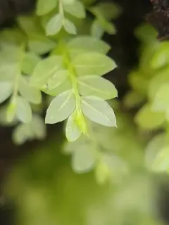 stellar calcareous moss thumbnail 4