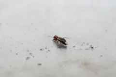 Narrow-necked Grain Beetle thumbnail 4
