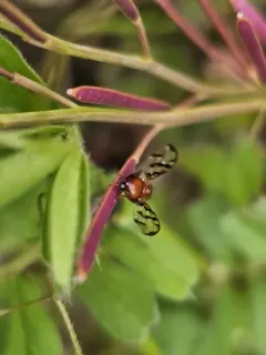 Chetostoma californicum thumbnail 3