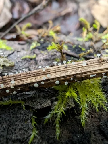 Lachnum pudibundum