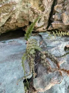 lobed spleenwort thumbnail 3