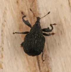 Yellow Poplar Weevil thumbnail 3