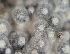 Calcarisporium arbuscula thumbnail 4