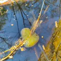 Salamander Algae thumbnail 2