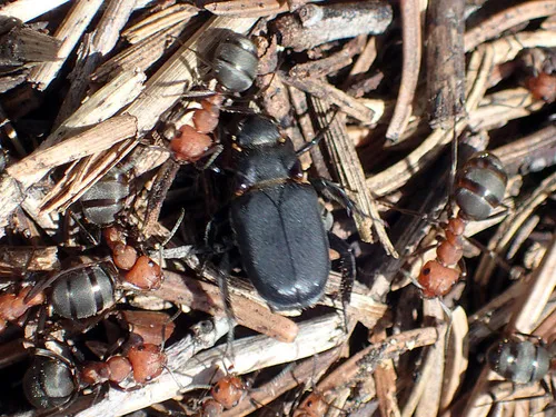 Cremastocheilus wheeleri