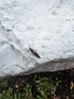 orange-tipped rove beetle thumbnail 4