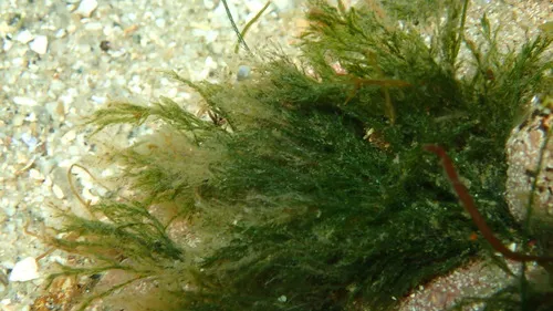 Cladophora rupestris