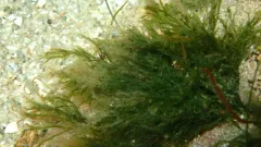 Cladophora rupestris thumbnail 1