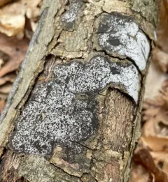 hypoxylon canker thumbnail 4