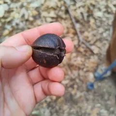 pignut hickory thumbnail 3