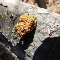 Pin-cushion Sunburst Lichen thumbnail 3