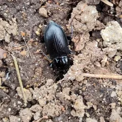 Pterostichus mutus thumbnail 2