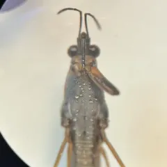Gerris buenoi thumbnail 4
