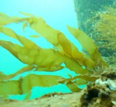 flattened acid kelp thumbnail 2