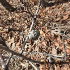 Diplolepis spinosa thumbnail 2