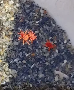 Neomolgus littoralis thumbnail 2