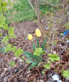 Garden Tulip thumbnail 3