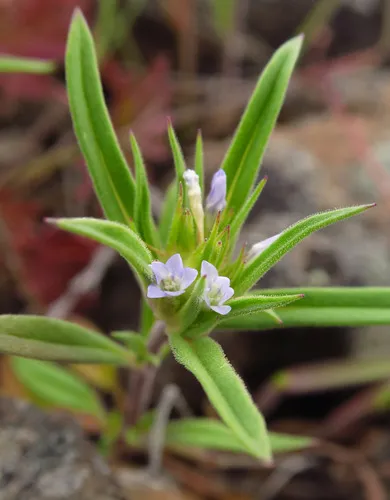 Bristle-Flowered Collomia