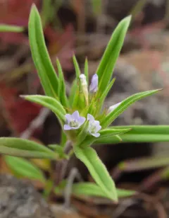 Bristle-Flowered Collomia thumbnail 1