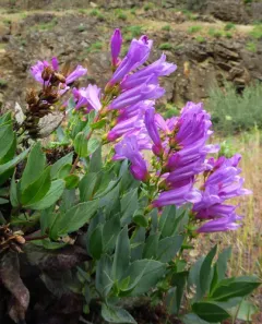 Barrett's Beardtongue thumbnail 3