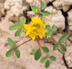 golden beeplant thumbnail 3