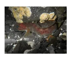 Ocean Pout thumbnail 3