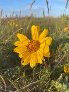 Balsamorhiza hispidula thumbnail 3