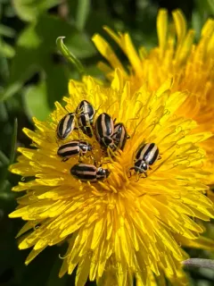 Broad-striped Lady Beetle thumbnail 4