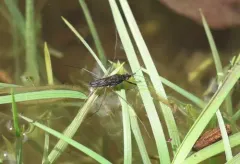 Gerris argenticollis thumbnail 3